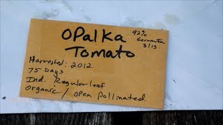 Opalka Tomato seeds from growyourheirlooms channel