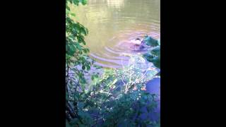 Common snapping turtles fighting!