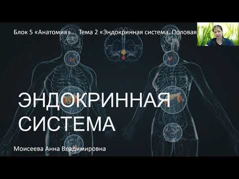 Анатомия - 5 Тема 2 "Эндокринная система"