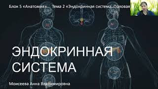 Анатомия - 5 Тема 2 "Эндокринная система"