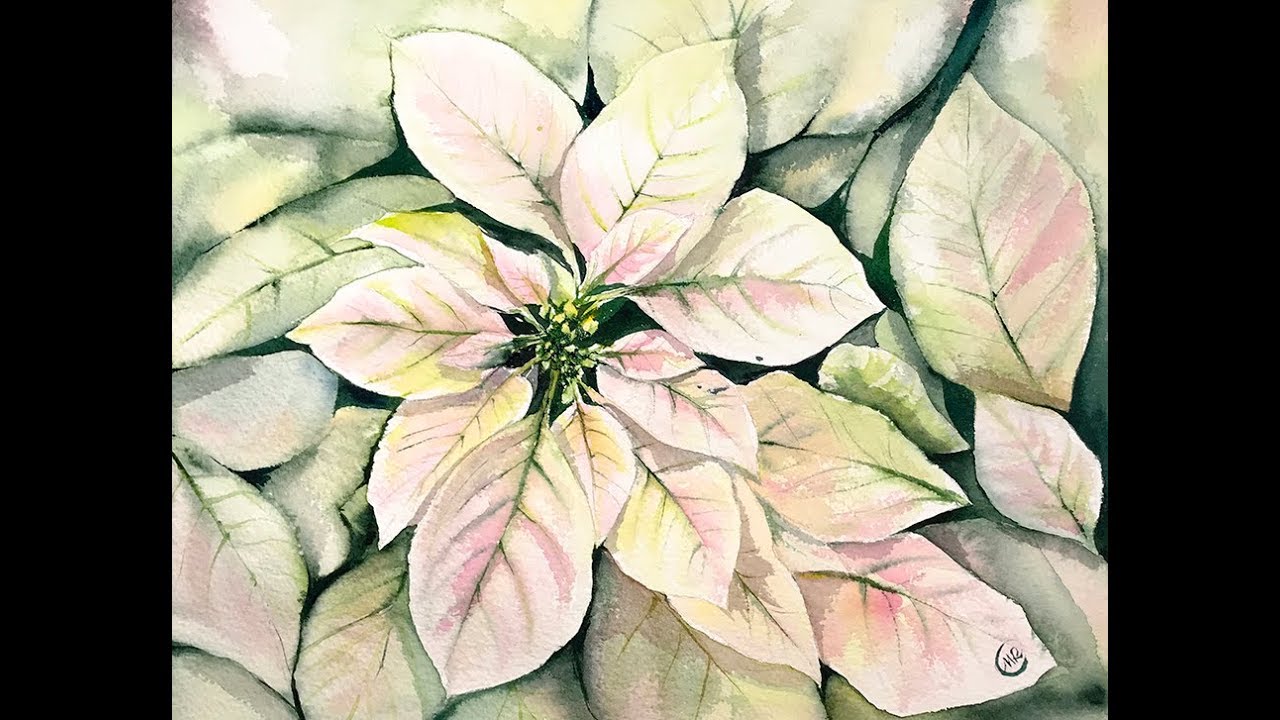 White Poinsettia in watercolor - lost video from 2017