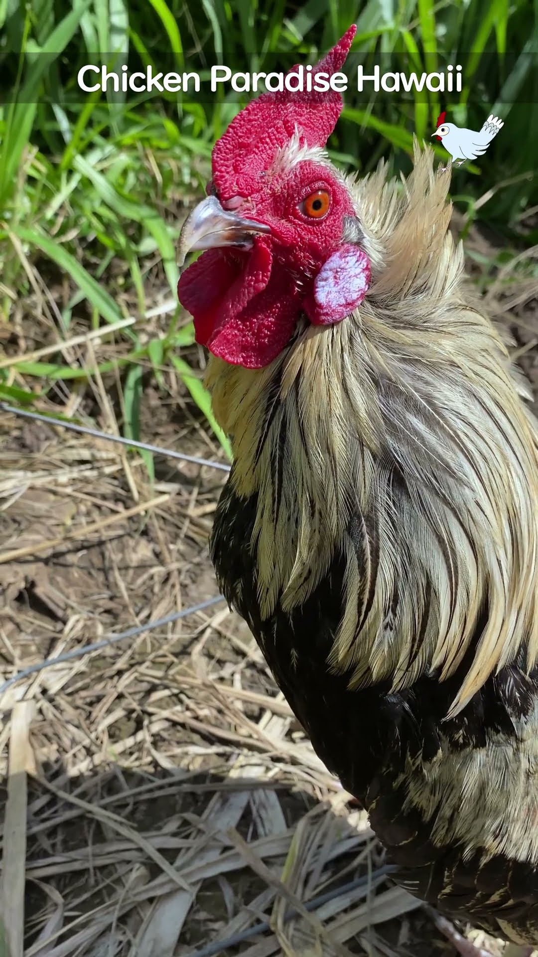 A rooster in a good mood