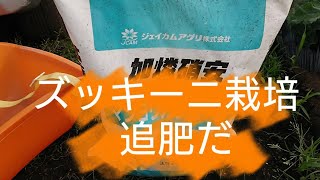 ズッキーニ栽培 追肥 Youtube