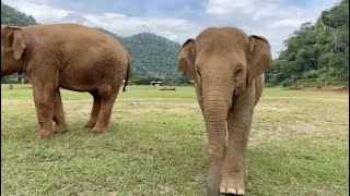 Afternoon life at ENP ❤️🐘mp4- EleFlix Afternoon life at ENP ❤️🐘mp4- EleFlix