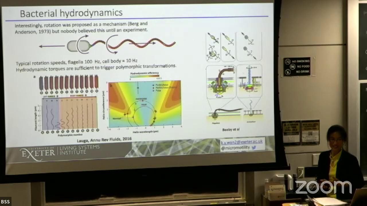 K. Wan I - Out-of-equilibrium dynamics and organization of active filaments (BSS 2024)