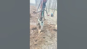 Tree roots mechanically pulling process !#shorts  #stumpgrinding   #treeservice  #tree  #gardening