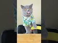 Never Guess What Oscar Will Do!🤣🤣🤣 | Funny Cat TikTok Challenge  #funnycat #catsoftiktok  #shorts