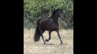 Friesian Horse for sale .. Gramayre Demmii Jan 2019