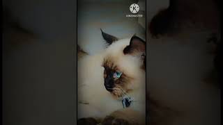cat 101Birman catTop cat walk cat#shortvideo #viral #cat #youtubeshorts