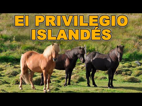 Video: Caballo Islandés Raza De Caballo Hipoalergénico, Salud Y Vida útil