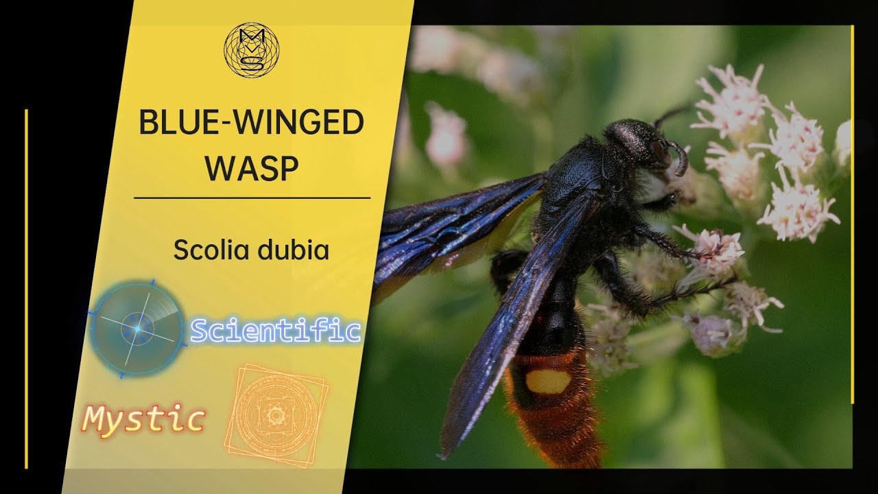 Blue Winged Wasp 