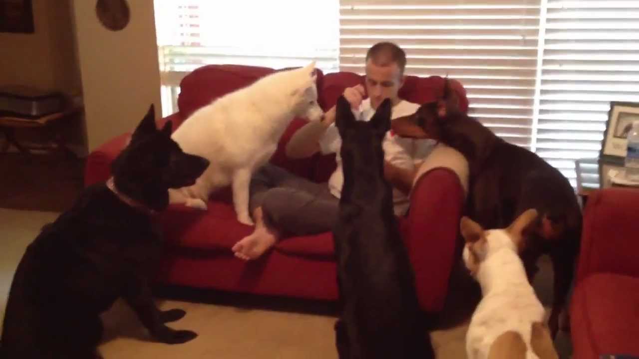 Dogs Eating With Forks YouTube