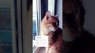 Согласны с котейкой? #кот #котик #котэ #рекомендации #психологияжизни #мысли #психологияличности