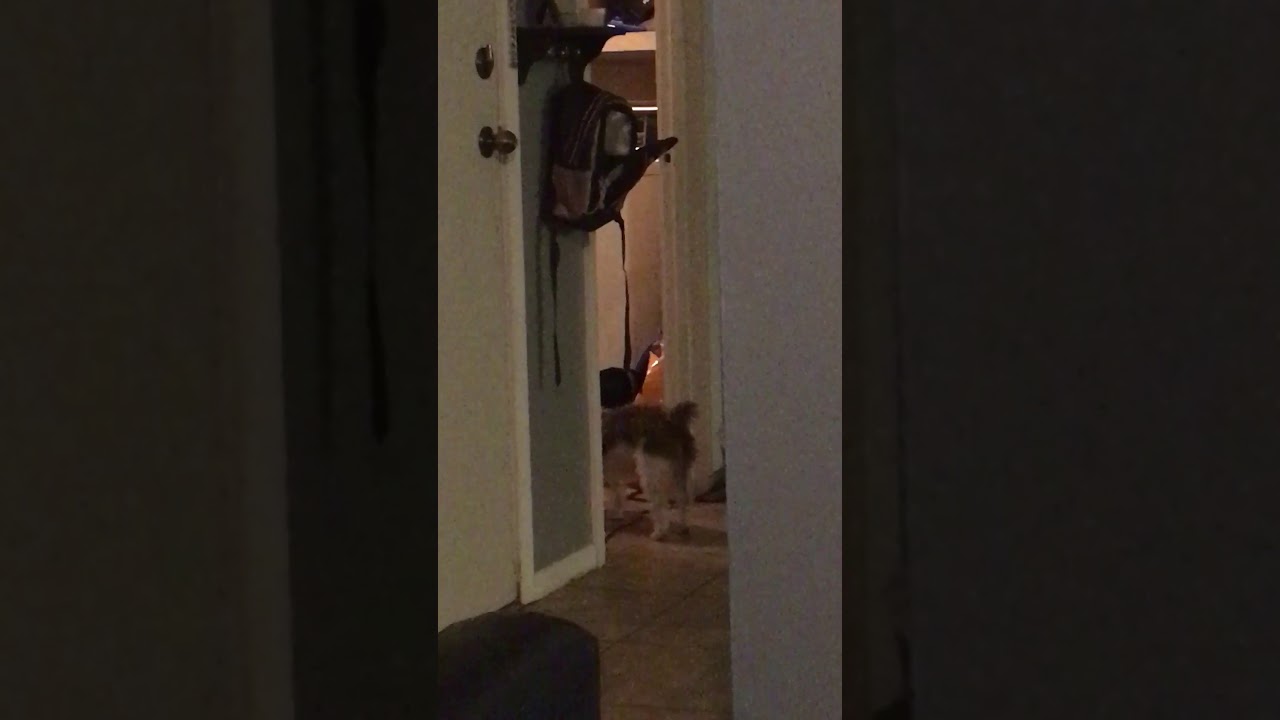 iPhone 8 Plus GIVEAWAY