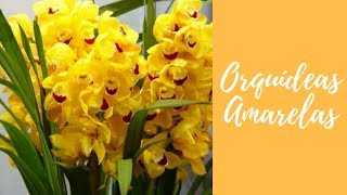 Como cuidar de orquídeas amarelas. Aprenda mais nesse vídeo. - thptnganamst.edu.vn