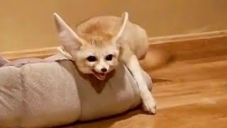 FENNEC FOX FREAK OUT!!