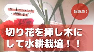 切り花を挿し木で水耕栽培に挑戦してみた！