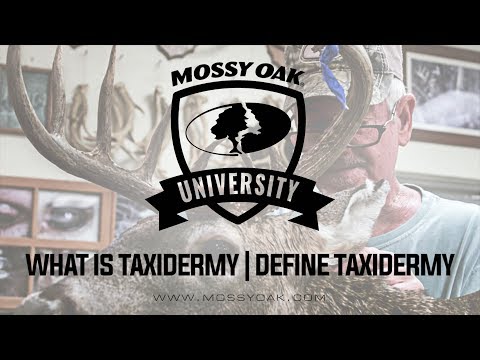 What Is Taxidermy