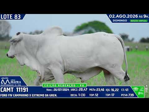 LOTE 83