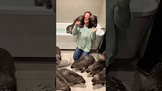 Bu Oyuncak Porsuk Gerçek Oldu Şfet