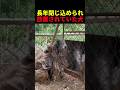 長年閉じ込められ放置されていた犬 #動物 #ペット #かわいい #癒し #animals #犬