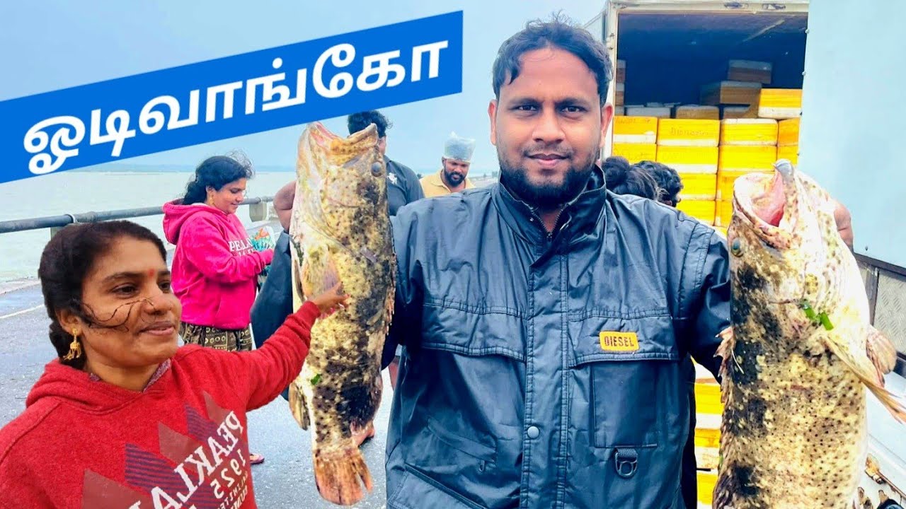 🔴சற்றுமுன் ! காரைநகரில் திடீரென குவியும் மீன்கள் | பல லட்சம் லாபம் ஈட்டும் பெண்