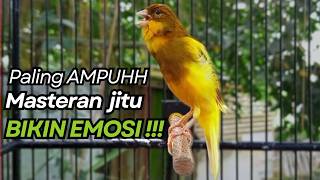 Kenari Gacor Cuit Cuit Birahi Untuk Pancingan U0026 Masteran Kenari Paud Agar Bunyi