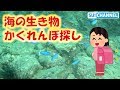 【子どもと遊んで学ぶ海の生き物映像】かくれんぼしてる生き物を探せ！I play looking for a creature hiding with a child