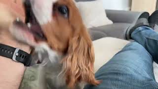 Cavalier King Charles and Crazy Laughs Some More