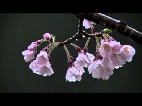 古今和歌集 / The Kokinshû. Spring Poems. Part II, 88 / Весенние песни. Сувий 2 (KKS II, 88)