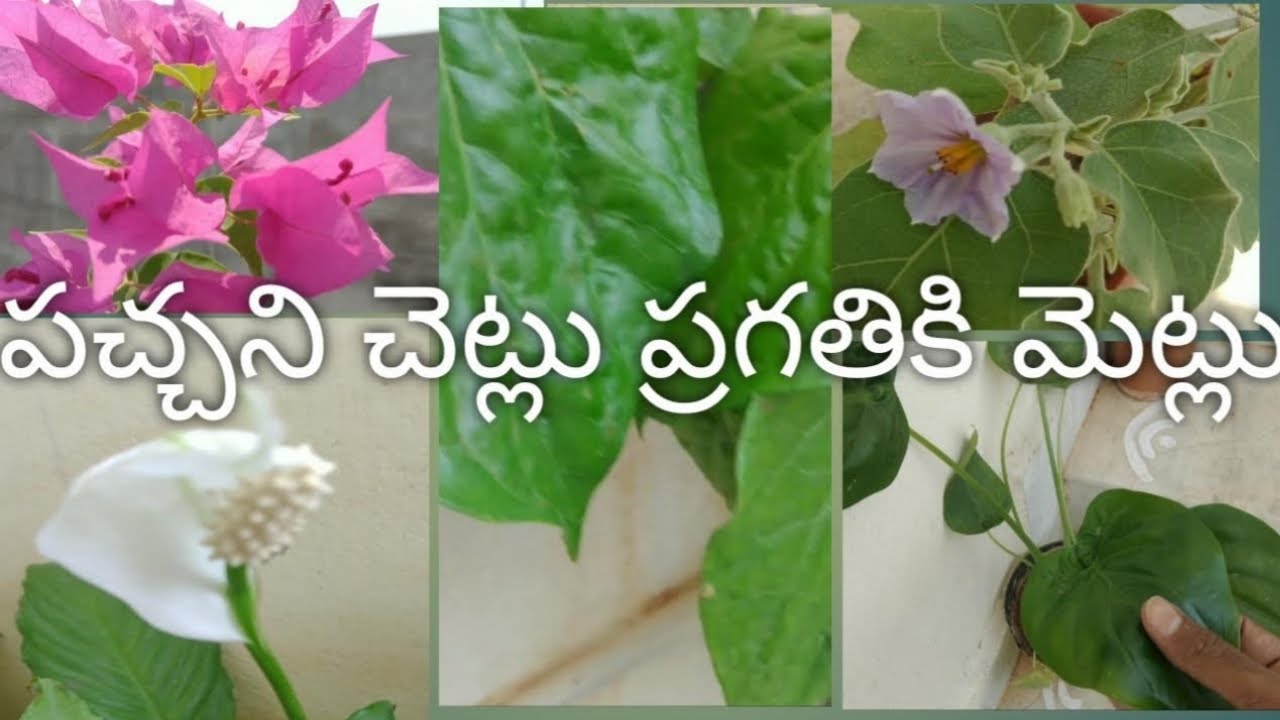 Gardening for Beginners in Telugu Terrace Gardening in Telugu how to