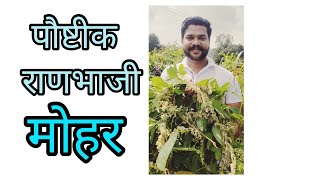 Ran Bhaji Mohar / राणभाजी मोहर ranbhaji organicfarming