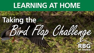 Activity: Bird Flap Challenge screenshot 4
