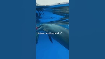 Unveiling Dolphin Intelligence: Echolocation and Their Amazing Navigation Skills #wildlife #nature