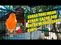 Suara Pancingan Kenari Jernih Banget Master Burung Kenari Gacor Nyaring Untuk Merangsang Agar Bunyi Omkicau(.mp3 .mp4) Mp3 - Mp4 Download