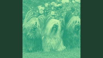 Bright Backdrops for Stress Free Doggos