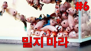 더러운 베타 어항 청소하기  베타의 번식#6 (성어들의 관리)