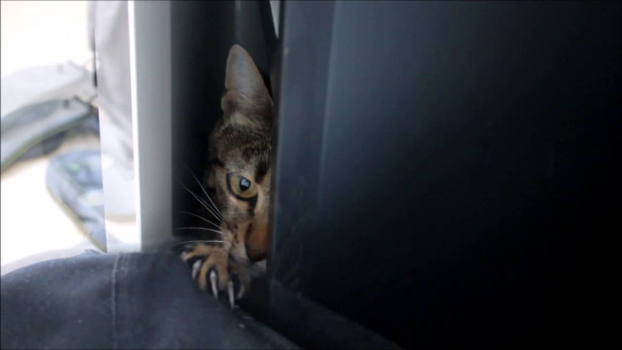  Cat  stuck in a closet  YouTube