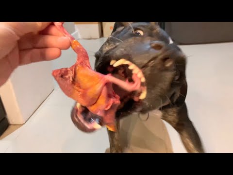 ♠️🐶Oli The Pit Bull eats 🔶🐥🦆🐓🐖🥚🥛RAW Quail combo [ASMR] [咀嚼音] DOG REACTION | SEPT/03/2022 EP.