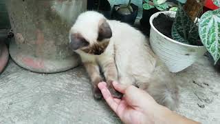 Look my Siamese cat gives a handshake! by Siam Cat Fam 40 views 2 years ago 3 minutes, 4 seconds