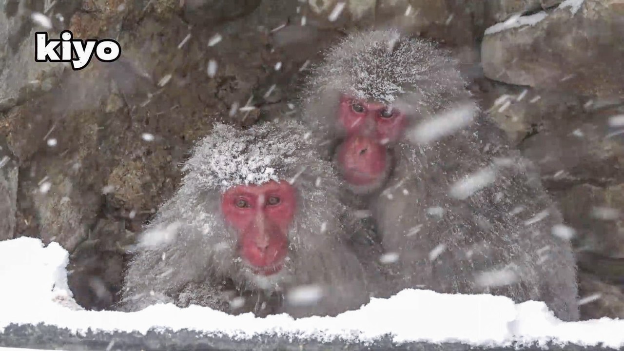 【地獄谷野猿公苑】☆ トックリ00　全記録集　2017年 ☆　～ニホンザル～ / snowmonkey