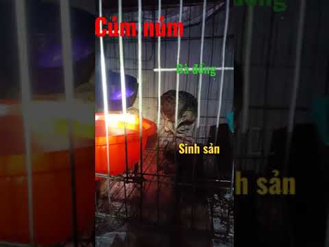 Tiêng chim  cum num ga nuoc  ga dong huyen thoai