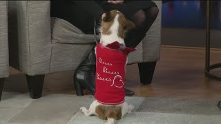 Find A Friend: Meet Russell the Jack Russell
