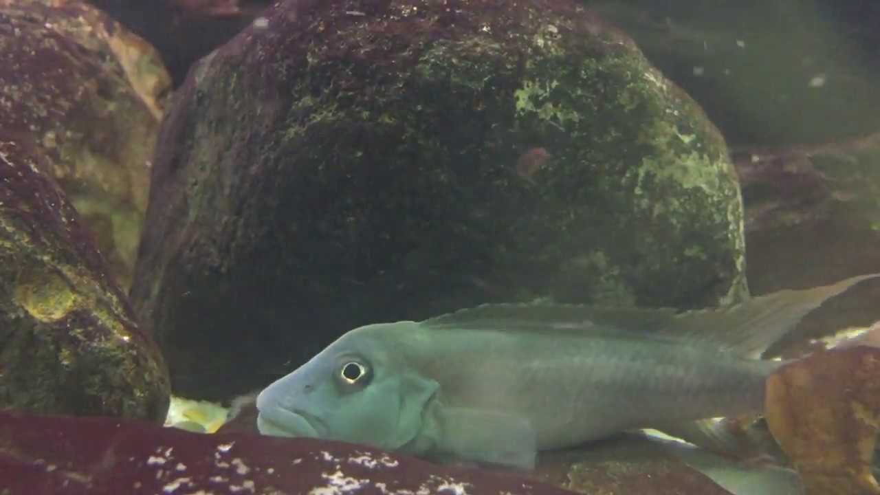 Steatocranus tinanti  -  tank update