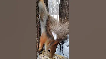 Белка и её хвост / Squirrel and its tail