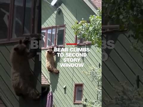 Video: Hangen beren rond in bomen?