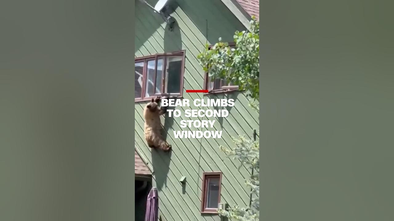 Bear climbs through second story window