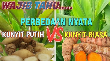 BEDA NYATA KUNYIT PUTIH DAN KUNYIT KUNING