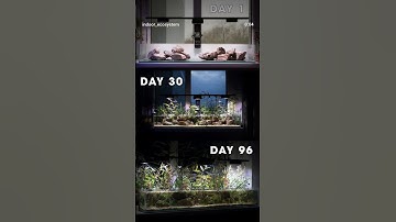 Grow Plants Like Crazy | Illumagic Pixel