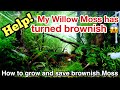 Are your Moss beautiful? How to grow and save brownish Willow Moss in your planted aquarium ADA